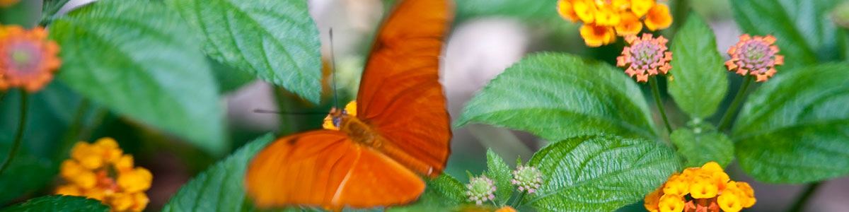 Image of butterfly